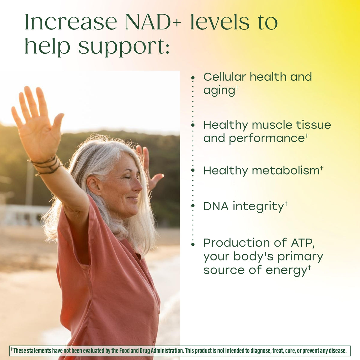 Increase NAD+ levels to help support cellular health and aging, healthy muscle tissue and performance, metabolism, DNA integrity, and ATP production.